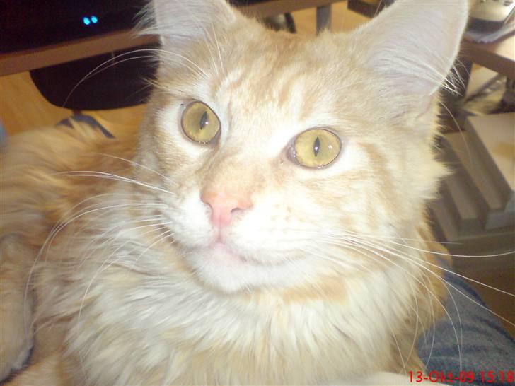 Maine Coon DK Skovlycoon Beach Boy billede 7