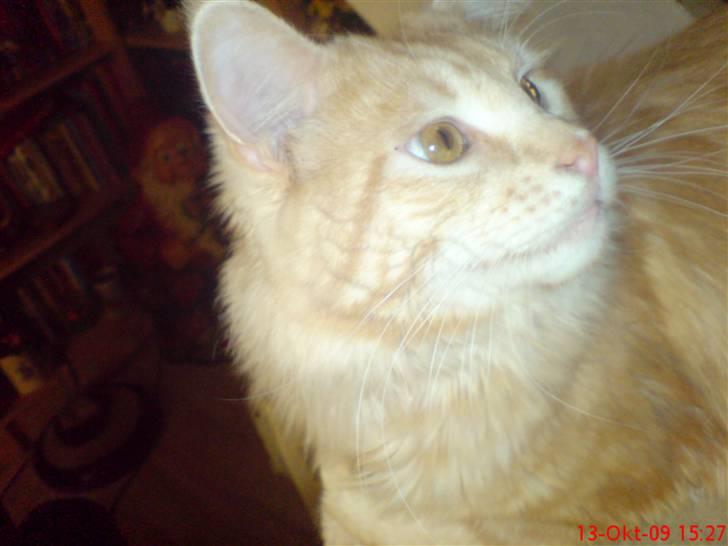 Maine Coon DK Skovlycoon Beach Boy billede 8