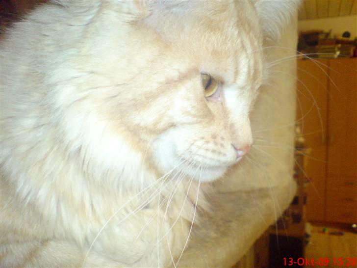 Maine Coon DK Skovlycoon Beach Boy billede 9