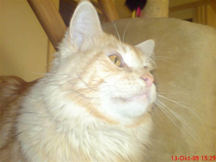 Maine Coon DK Skovlycoon Beach Boy billede 10