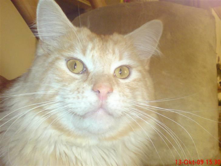 Maine Coon DK Skovlycoon Beach Boy billede 11