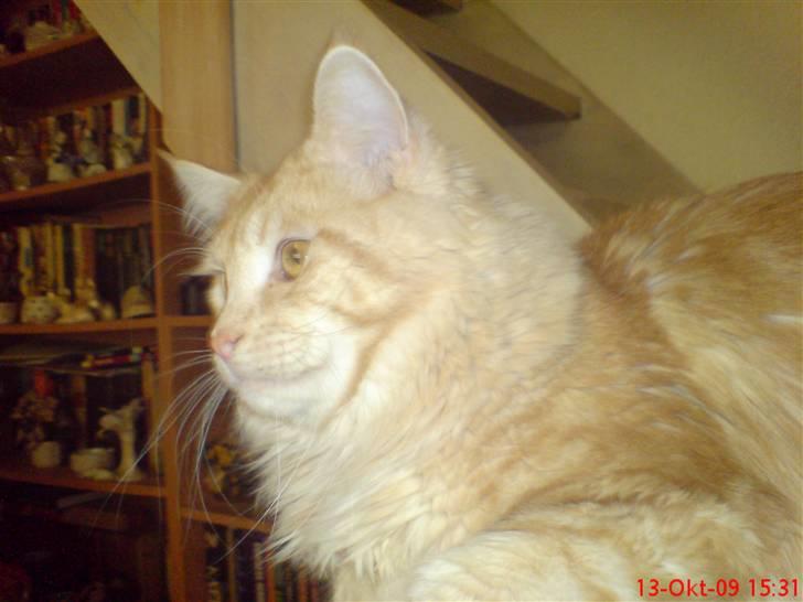 Maine Coon DK Skovlycoon Beach Boy billede 12