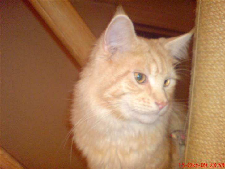 Maine Coon DK Skovlycoon Beach Boy billede 13