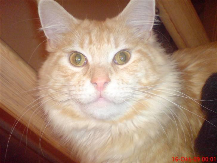 Maine Coon DK Skovlycoon Beach Boy billede 14