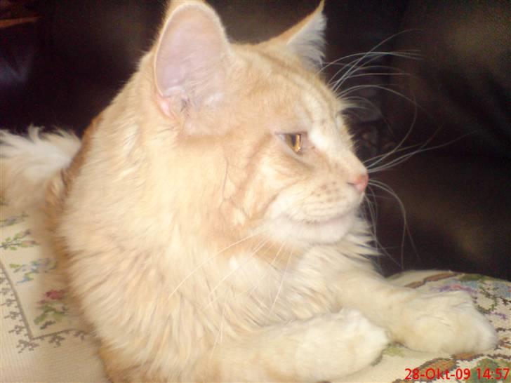 Maine Coon DK Skovlycoon Beach Boy billede 15