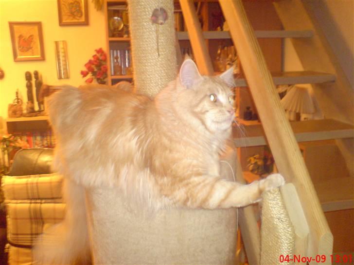 Maine Coon DK Skovlycoon Beach Boy billede 16