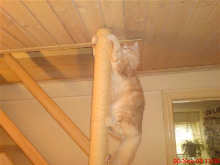 Maine Coon DK Skovlycoon Beach Boy billede 17