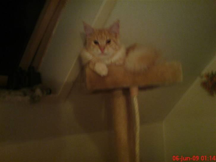 Maine Coon DK Skovlycoon Beach Boy billede 18