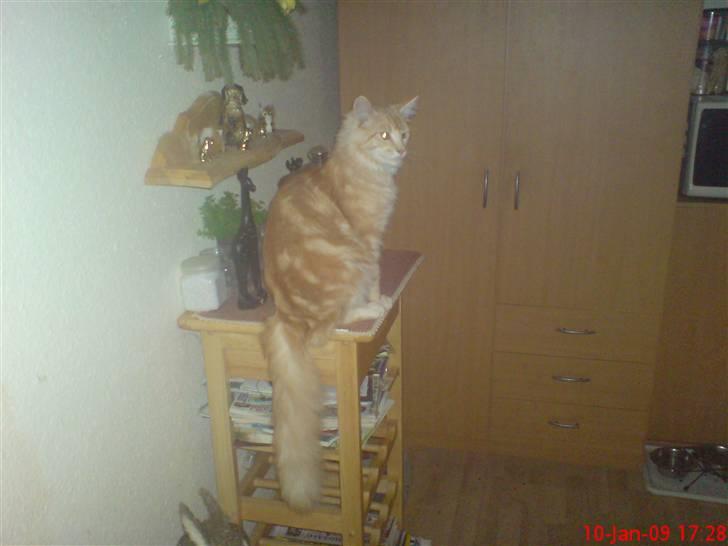 Maine Coon DK Skovlycoon Beach Boy billede 19