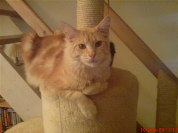 Maine Coon DK Skovlycoon Beach Boy billede 20