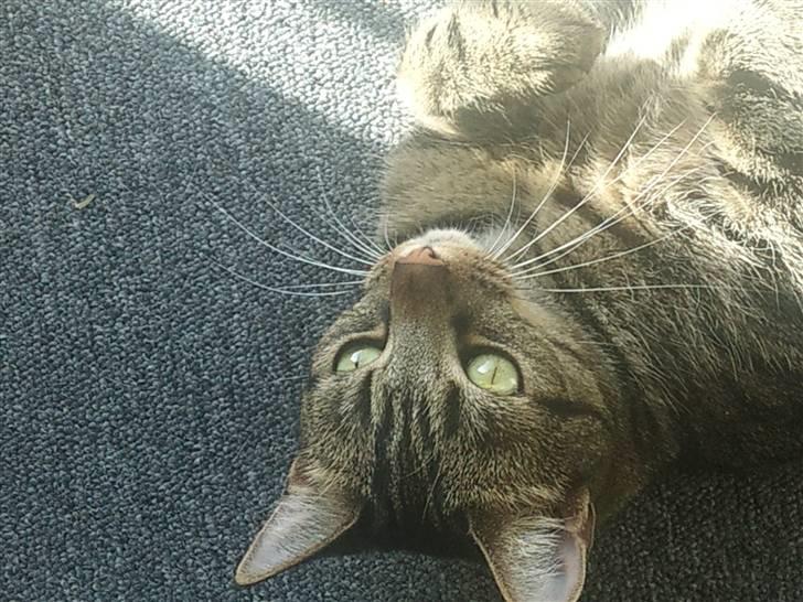 Huskat tulle mus billede 8