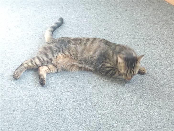 Huskat tulle mus billede 9