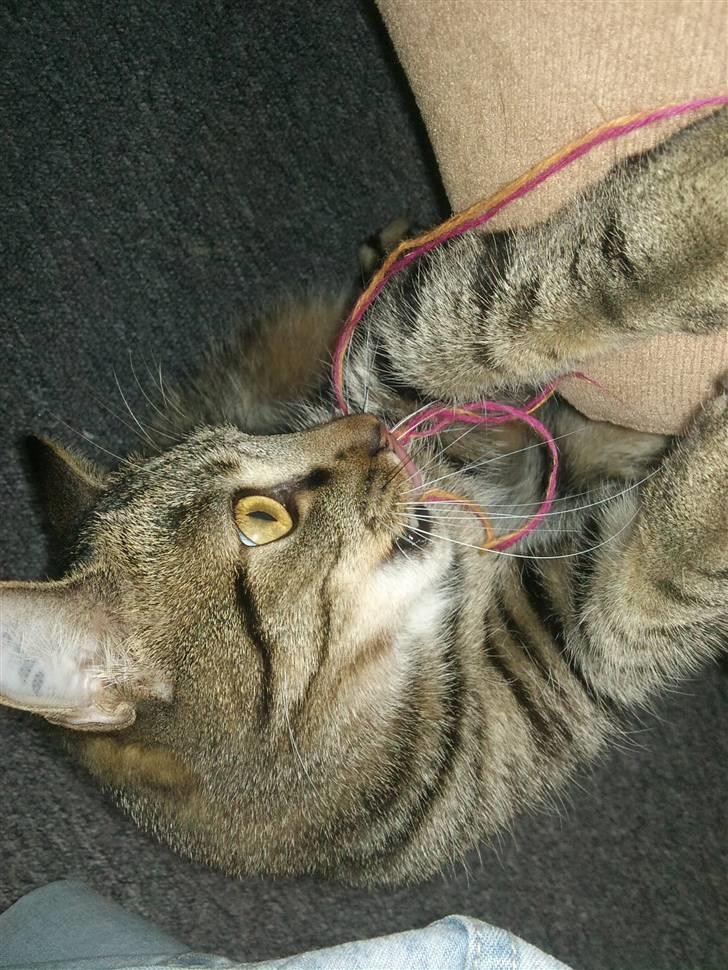 Huskat tulle mus billede 10