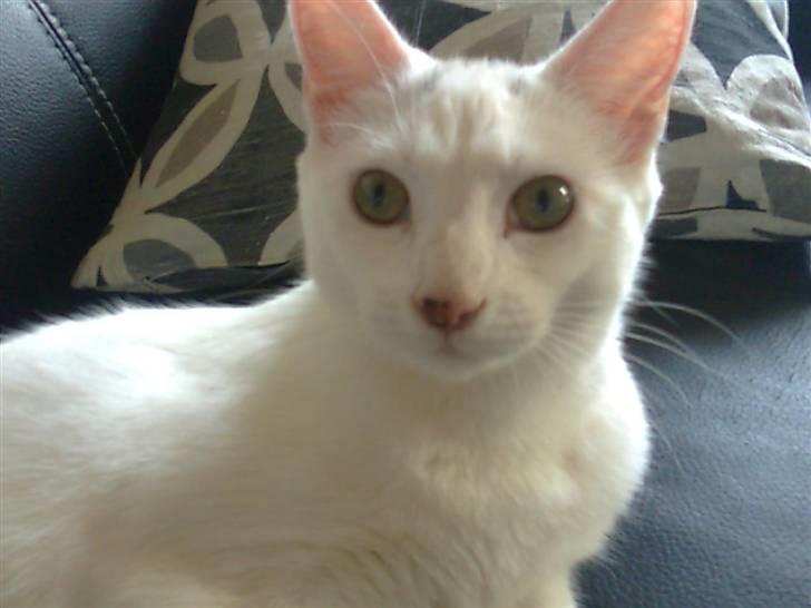 Blanding af racer FenjaH - nyeste nye billede(R) af FenjaH... 1 år :)  med hendes lille 3 farvede næse :) billede 7