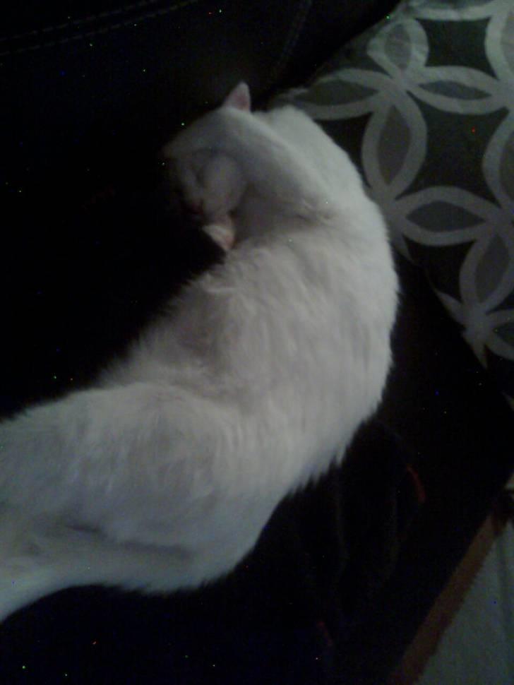 Blanding af racer FenjaH - og så sover vi igen.. :) og et af de nyere billede 8