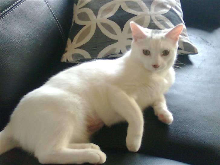 Blanding af racer FenjaH - kigge kig.. :) nyere billede 9