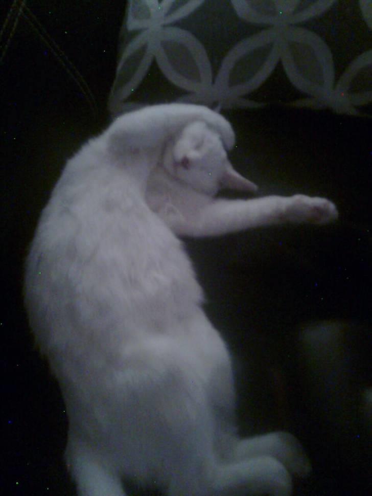 Blanding af racer FenjaH - sove... :) nyere billede 10