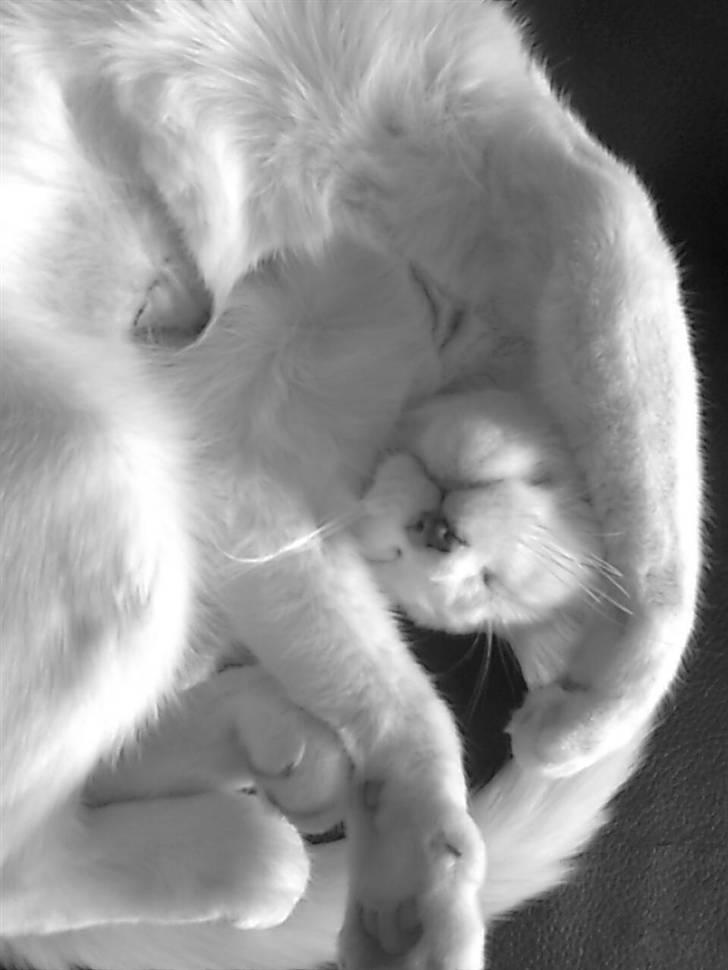 Blanding af racer FenjaH - sove sove.. igen... ca. 9 måneder :) billede 11