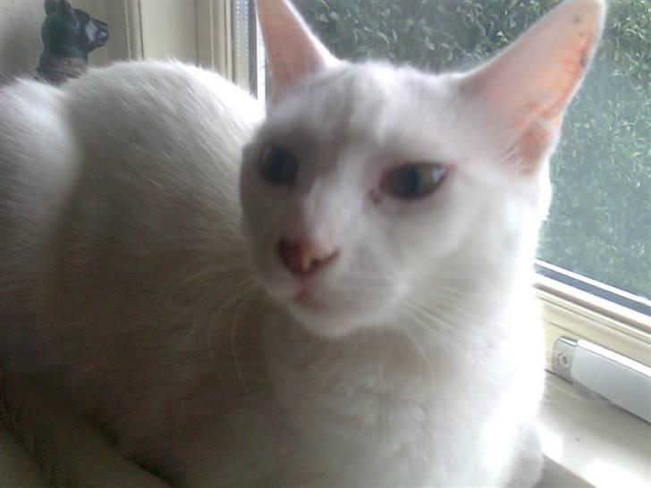 Blanding af racer FenjaH - lille prinsesse :) nyeste billede 12