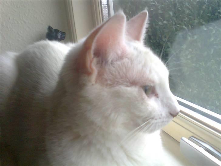 Blanding af racer FenjaH - ooohhh og vi ELSKER bar at ligge og kigge ud af vinduet på de små "tippe" ( tippe = fugle ) os en af de nyeste billede 13