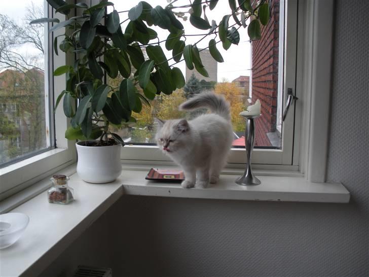 Hellig Birma La Mira billede 5