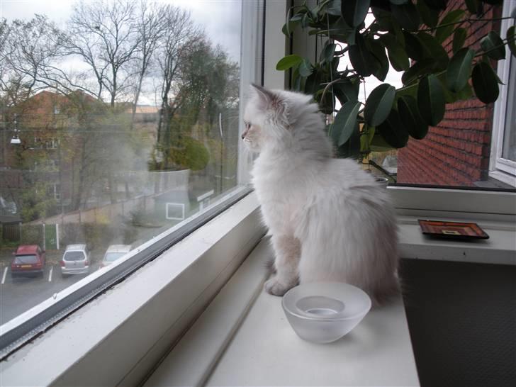 Hellig Birma La Mira billede 6