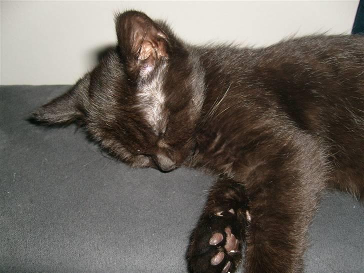 Huskat Nala billede 1