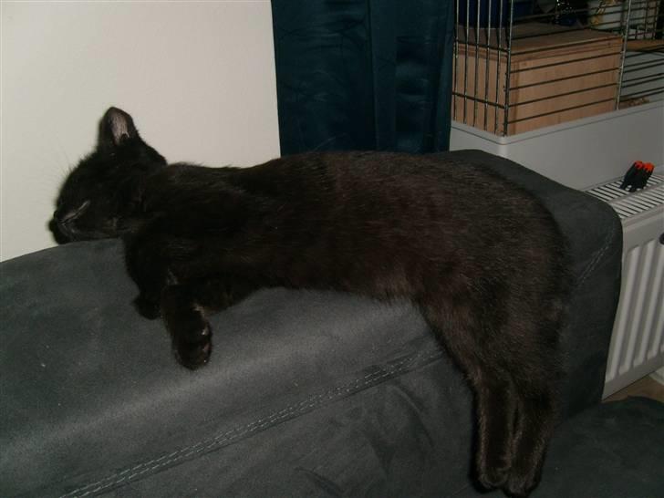 Huskat Nala billede 2