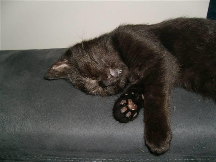 Huskat Nala billede 3