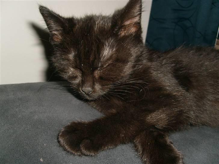 Huskat Nala billede 4