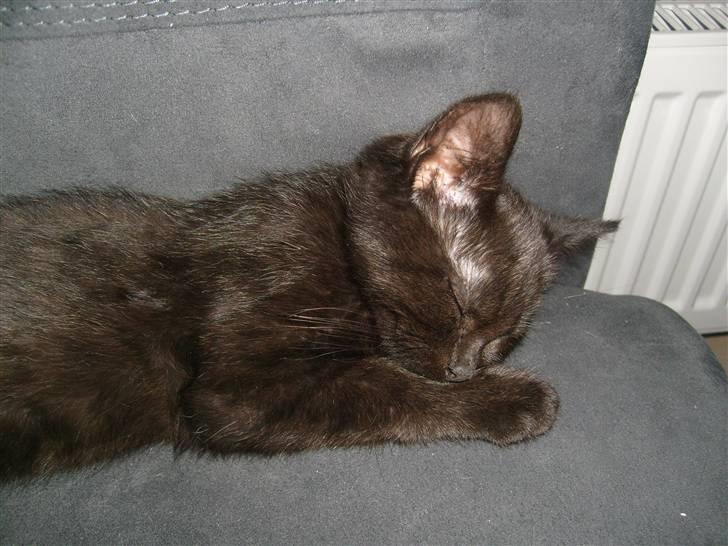 Huskat Nala billede 5