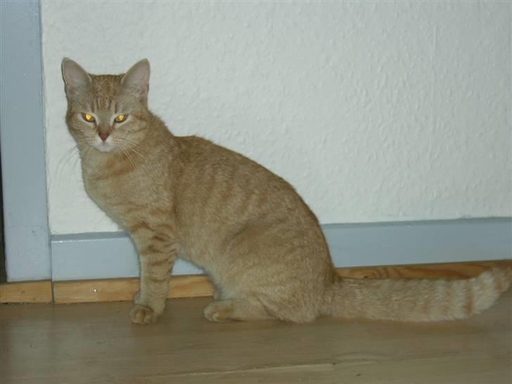 Blanding af racer Tiger billede 1