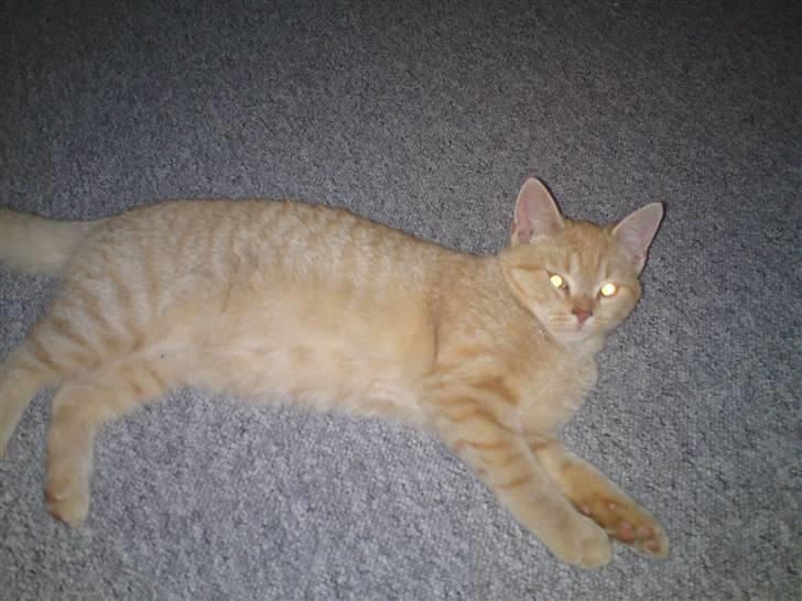 Blanding af racer Tiger billede 2