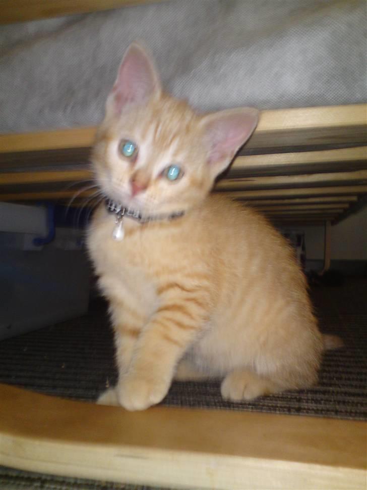 Blanding af racer Tiger billede 3