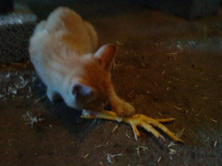 Blanding af racer Tiger billede 4