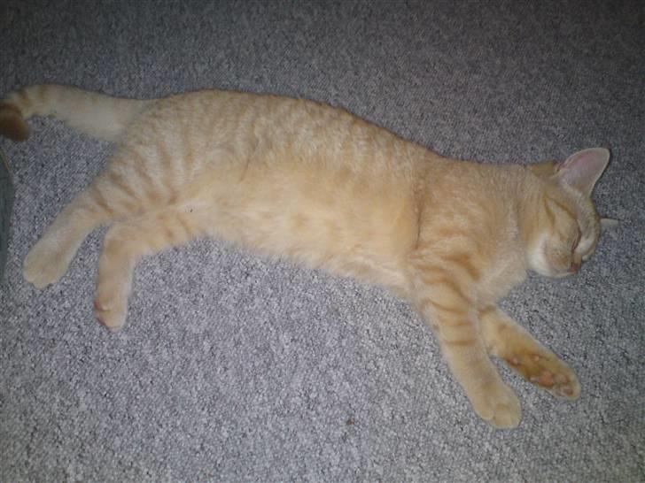 Blanding af racer Tiger billede 5