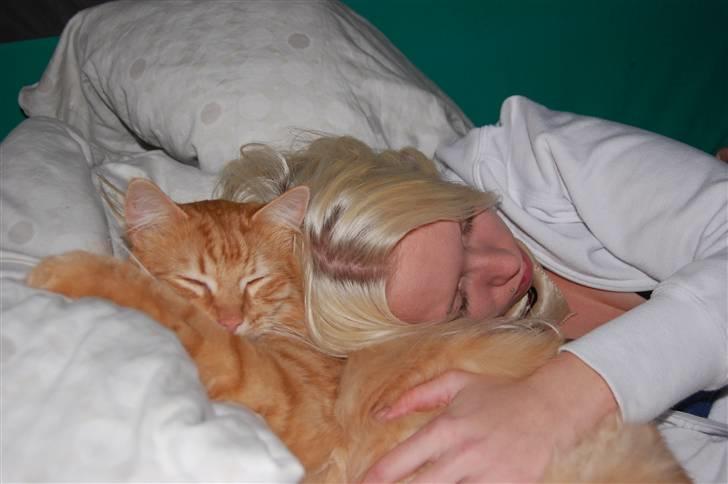 Blanding af racer Garfild/Miv billede 14