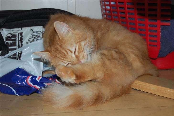 Blanding af racer Garfild/Miv billede 15