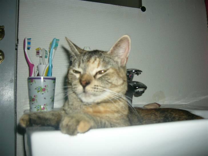 Blanding af racer Miv <3 billede 4