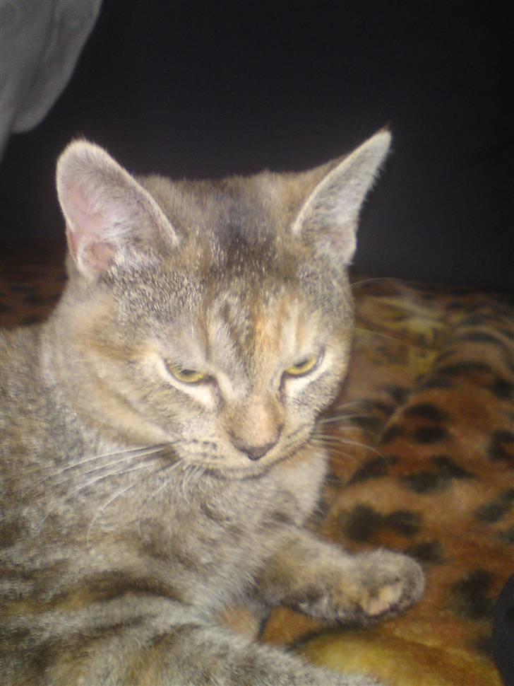 Blanding af racer Miv <3 billede 5