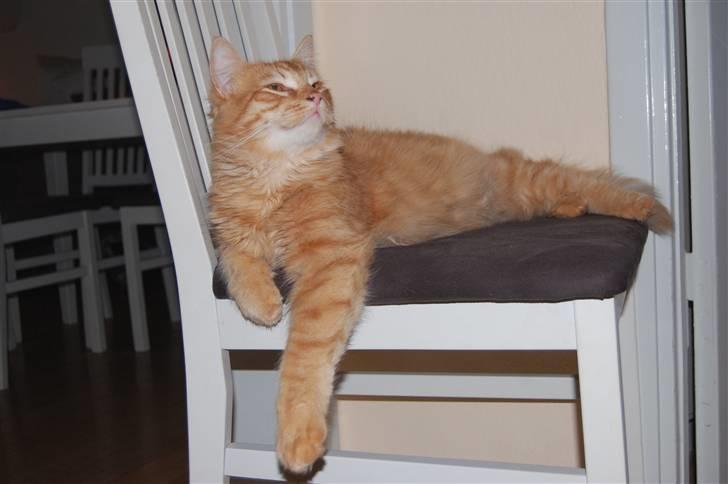 Blanding af racer Garfild/Miv billede 16