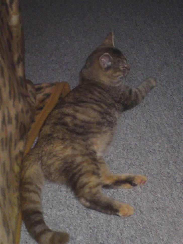 Blanding af racer Miv <3 billede 6