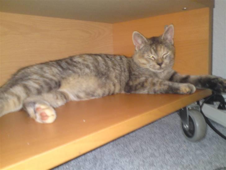 Blanding af racer Miv <3 billede 7