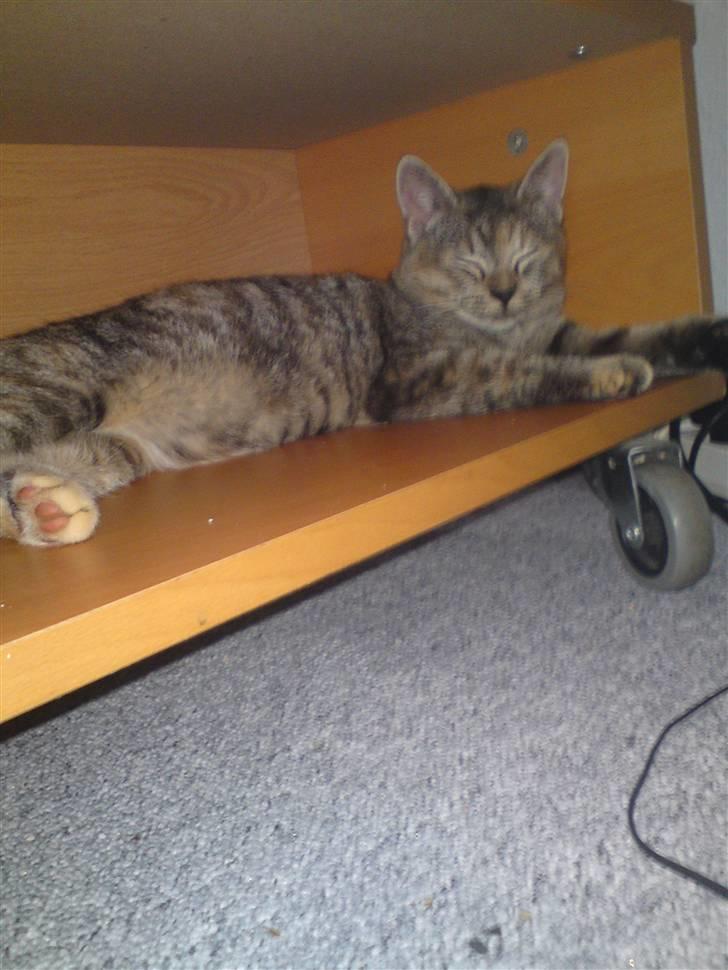 Blanding af racer Miv <3 billede 8