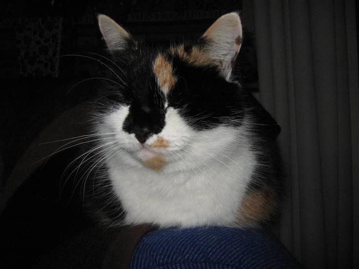 Huskat Missemor. VÆK! :( - ** NYT ** billede 9