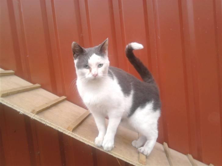 Huskat Oliver R.I.P billede 17