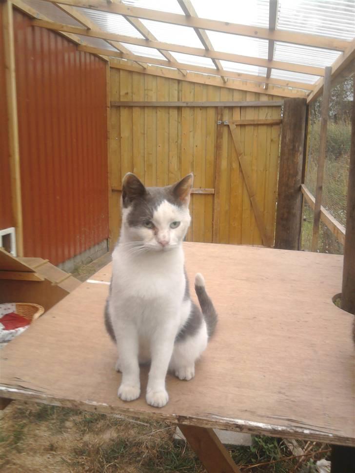 Huskat Oliver R.I.P billede 18