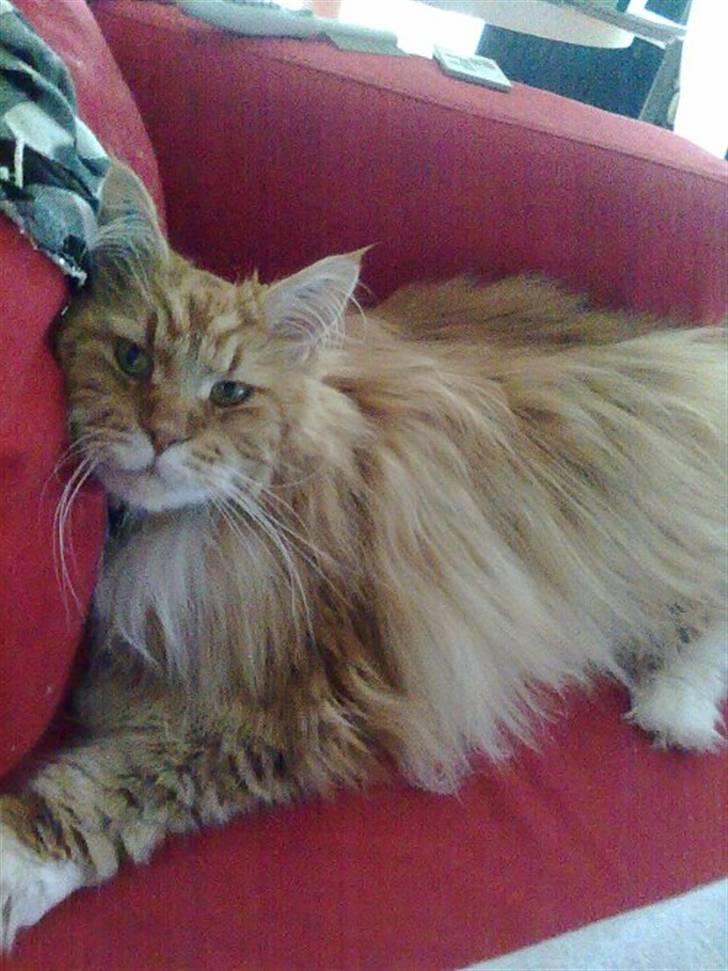 Maine Coon Cæsar - Eeeeer jeg ikke dejlig? billede 1