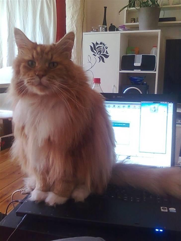 Maine Coon Cæsar - Sidder du nu der igen? Jeg skal nusses, nu! billede 2