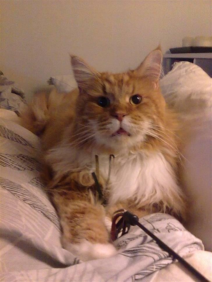 Maine Coon Cæsar - Efter tre dages sygdom, er jeg endelig klar på leg. billede 3
